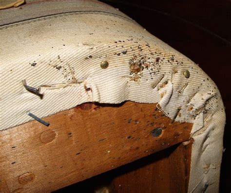 throwing away furniture bed bugs.